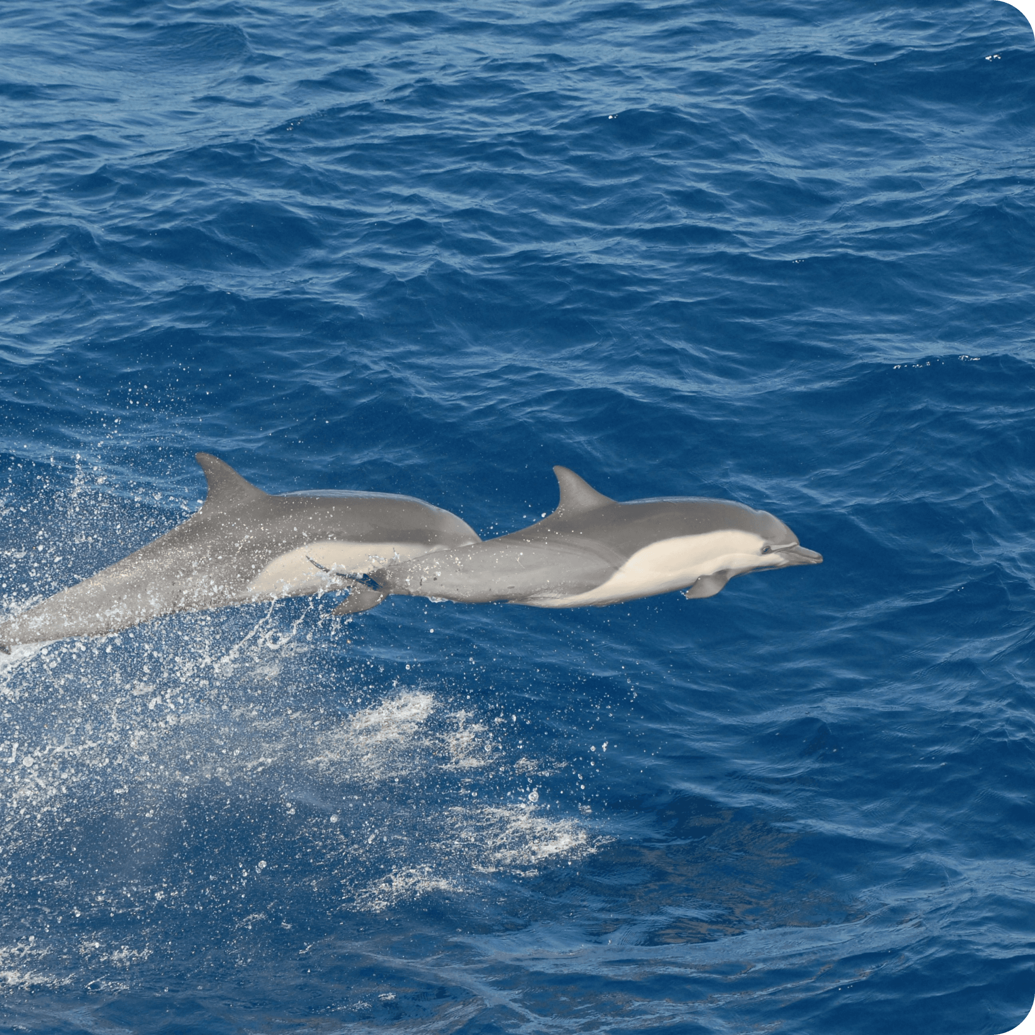 The sea with dolphins